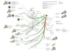 тройничный нерв - 2 плаката :схема и скелетотопия (на примере лошади) – скачать