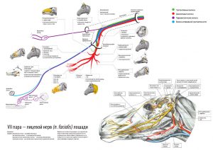 лицевой нерв (схема, на примере лошади) – скачать
