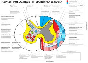 ядра и проводящие пути спинного мозга (схема с пояснениями) – скачать