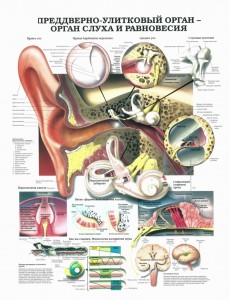 орган слуха и равновесия