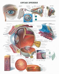 орган зрения