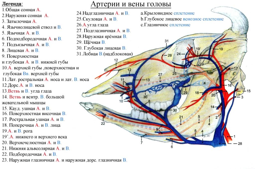 Артерия у свиньи где находится фото. Артерии шеи и головы крупного рогатого скота. Лицевая артерия КРС. Артерии и вены головы КРС. Наружная челюстная артерия лошади.