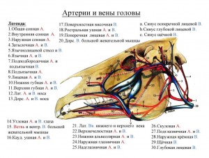 сосуды головы лошади