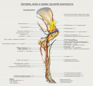 сосуды и нервы грудной конечности коровы