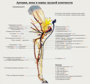 сосуды и нервы грудной конечности лошади