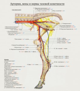 сосуды и нервы тазовой конечности коровы