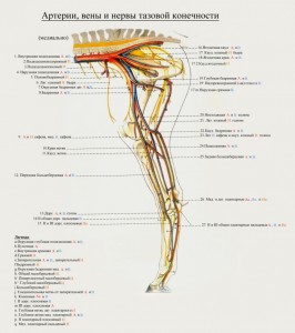 сосуды и нервы тазовой конечности лошади