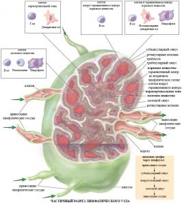 схема лимфоузла с подписями