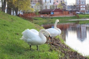 Экскурсия в Мир и Несвиж