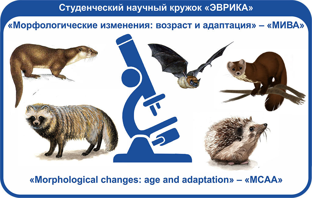 «Морфологические изменения: возраст и адаптация» – «МИВА»