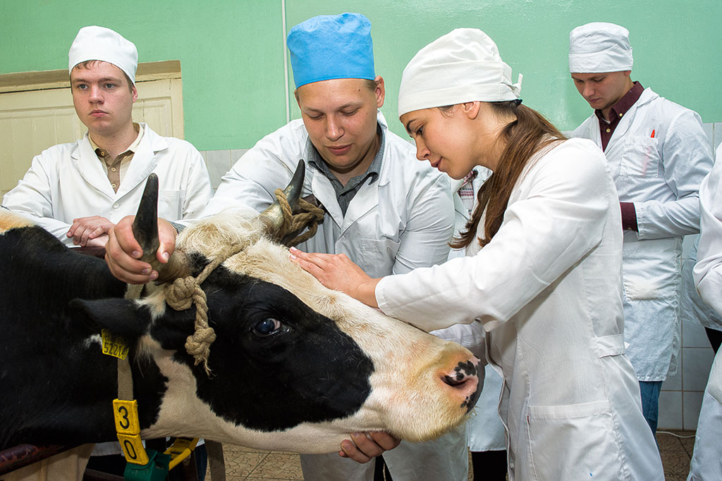 Ветеринарный врач россия. Ветеринарный институт в Витебске. Ветеринария студенты. Образование ветеринара. Ветеринарный Факультет.