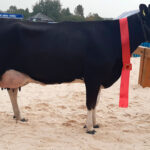 Победительница конкурса корова Аврора, СПК «Свислочь» Гродненского района