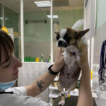 Стажировка студентов 4 курса ФВМ в ветеринарной клинике «Кот и пес»