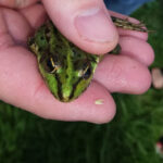 dav