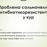 003 копия