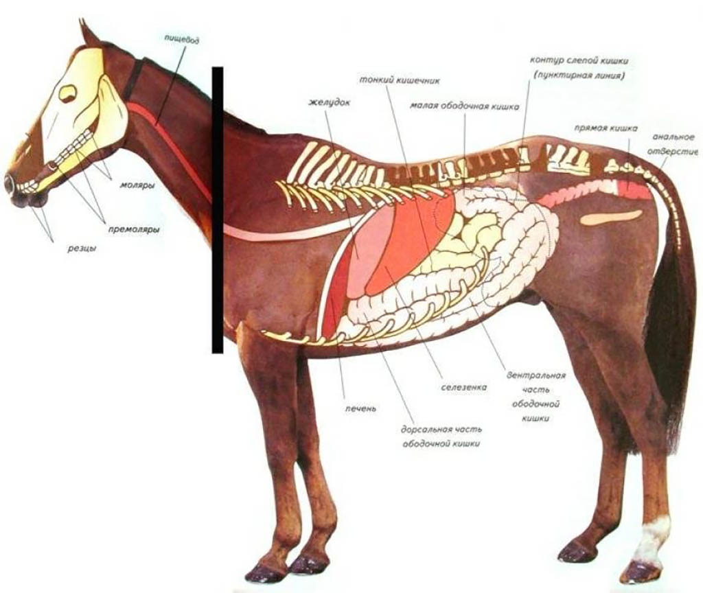 Внутреннее строение органов животных. Пищеварительная система лошади анатомия. Топография пищеварительной системы лошади. Пищеварительный тракт лошади. Топография ЖКТ лошади.
