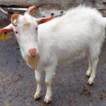 Создадим высокопродуктивное стадо коз в академии