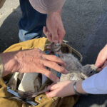 Image-1(1)