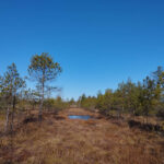 Image-7