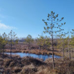 Image-8
