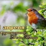 К МЕЖДУНАРОДНОМУ ДНЮ ПТИЦ