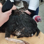 IMG-12c7b32659a9dc482122758b7ac7d448-V