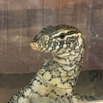 Кафедра зоологии готова ко Дню открытых дверей ‒ 21 марта