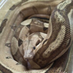 2026-03-20 09-02-41 (2)