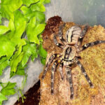 2026-03-20 09-02-42 (1)