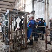 Учеба ветврачей-ортопедов молочно-товарных ферм и комплексов
