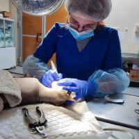 ВГАВМ глазами студентки из России