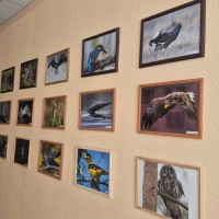 Мир птиц: к Международному дню птиц на кафедре зоологии
