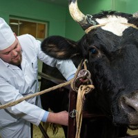 Государственные экзамены по практическим навыкам и умениям студенты 4 курса ССПВО факультета ветеринарной медицины успешно сдали!