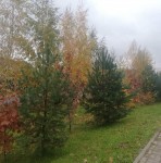 Краски осени