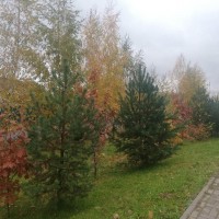 Краски осени