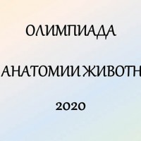 Состоялась олимпиада по анатомии животных среди студентов 2 курса ФВМ