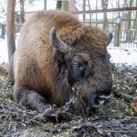 Академия заключила договор об опекунстве зубра  с  Витебским зоопарком
