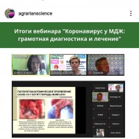 Международный вебинар о проблеме коронавируса у мелких домашних животных