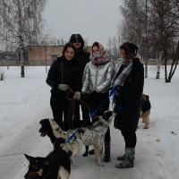 Проведение практических занятий со студентами в условиях витебского приюта для бездомных животных «Добрик»