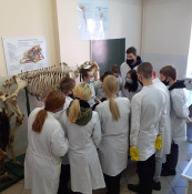 Сотрудники кафедры анатомии животных провели практическое занятие для студентов колледжа УО ВГАВМ