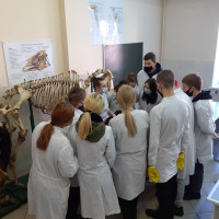 Сотрудники кафедры анатомии животных провели практическое занятие для студентов колледжа УО ВГАВМ
