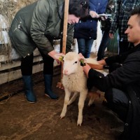 Практическое обучение студентов по дисциплине «Овцеводство и козоводство»