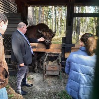 Оказание лечебной помощи зубру