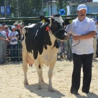 Республиканский конкурс  «Лучшая племенная корова молочной породы-2023»